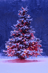 pic for Christmas tree 